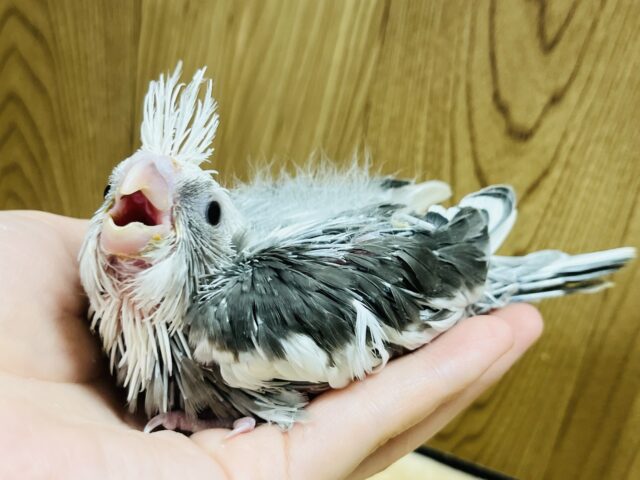 オカメインコ