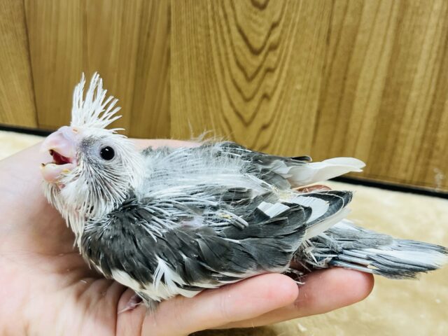 オカメインコ