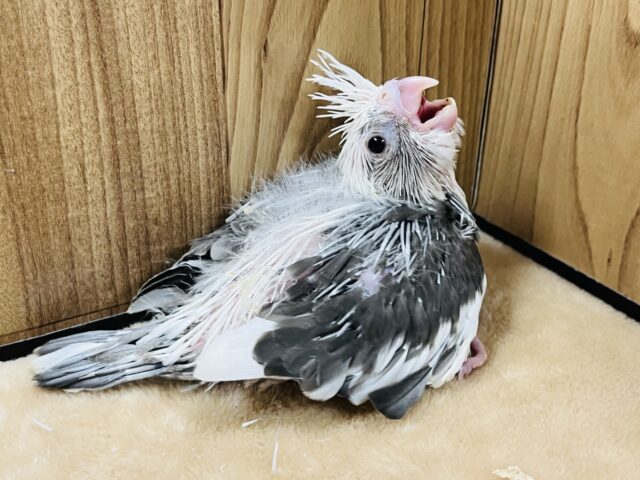 オカメインコ