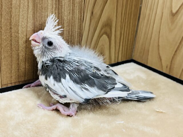 オカメインコ