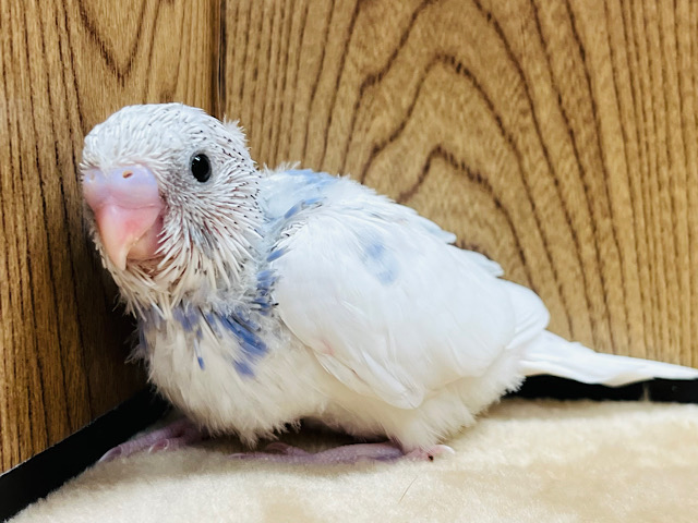 将来が楽しみで仕方ないっ☆セキセイインコ(パイド) ヒナ