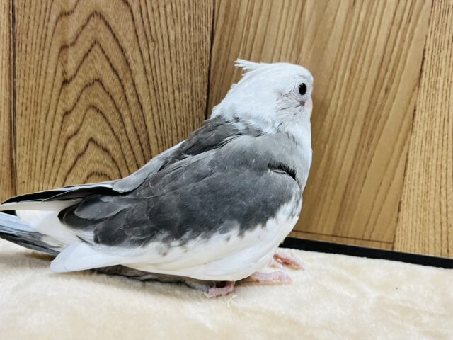 オカメインコ