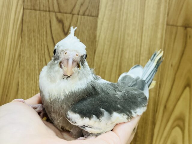 オカメインコ