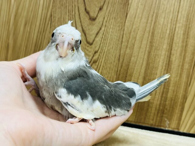 オカメインコ