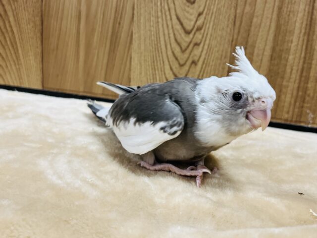 オカメインコ