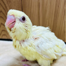 食欲旺盛‪☆まるっこフォルムが可愛らしい♡サザナミインコ(クリーム) ヒナ