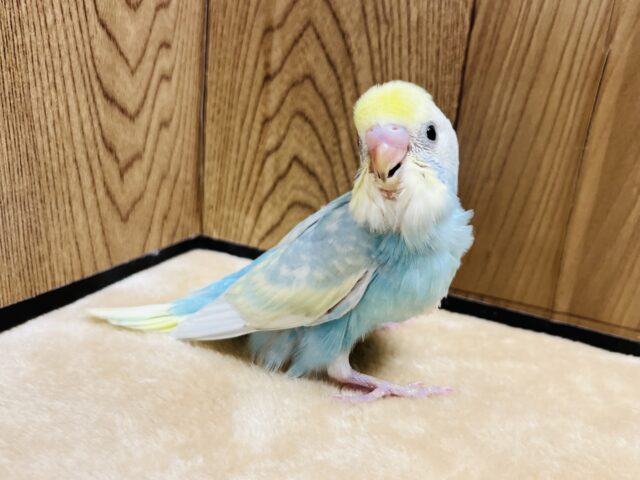 セキセイインコ