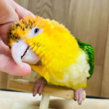 【最新画像・動画更新🪄】表情豊か♡ベタ慣れ候補生🙋‍♀️シロハラインコ