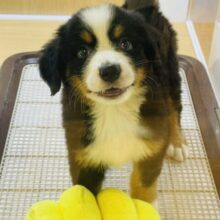 可愛すぎるビッグベイビー降臨♥バーニーズマウンテンドッグくん！