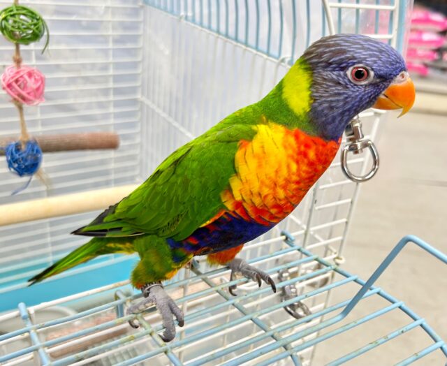 ゴシキセイガイインコ