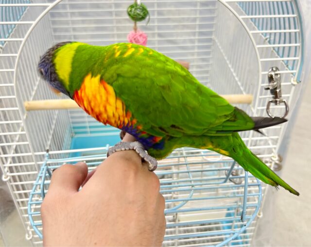 ゴシキセイガイインコ