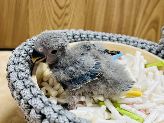 コザクラインコ（小桜インコ）