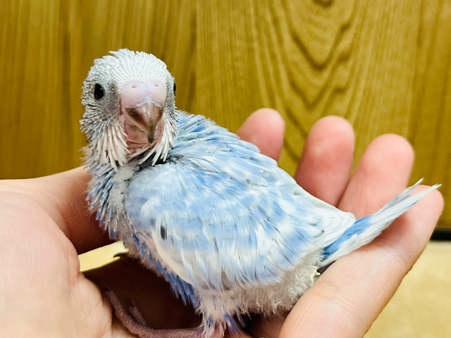 瞬足と言えばオイラのこと！セキセイインコ(スパングル) ヒナ