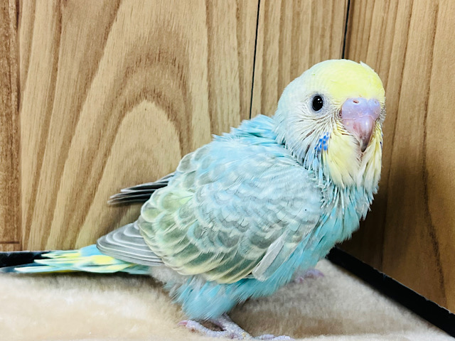 しっかりめの模様がキレイ✨️セキセイインコ(パステルカラーレインボー) ヒナ