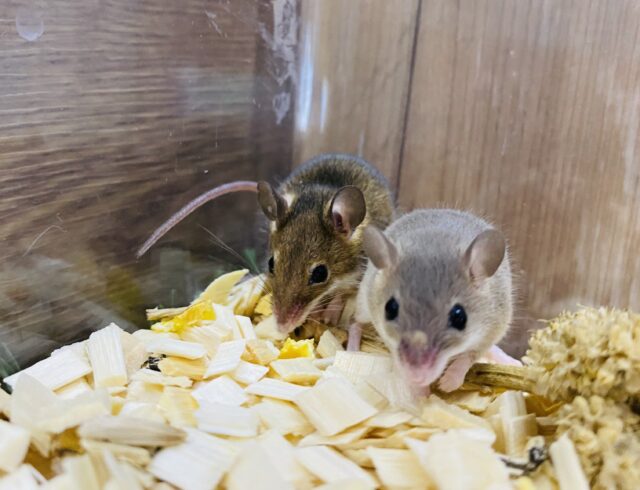 超ミニミニサイズ‼️世界最小のネズミ！アフリカチビネズミ男の子⭐️