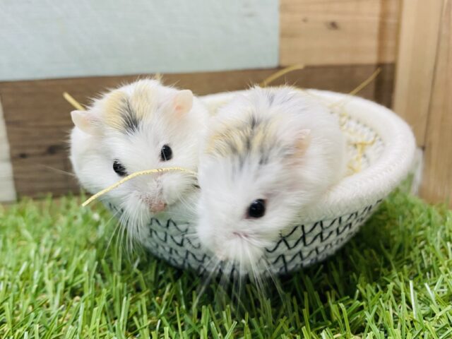 ふんわ〜り🧡優しい表情が可愛すぎなロボロフスキーハムスター🐹（ブラウンパイド）