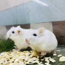 あと１匹⭐️真っ白まるまるで可愛いすぎます❤️仲良しなロボロフスキーハムスター