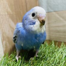 最新画像有り！ワタワタのヒナちゃんです💙これからの成長が楽しみなセキセイインコ（オパーリン）