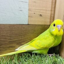 最新画像有り♪まん丸おめめが輝いてます✨パッと明るいカラーのセキセイインコ（スパングル）