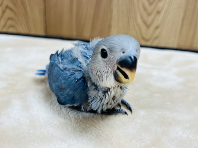 コザクラインコ（小桜インコ）