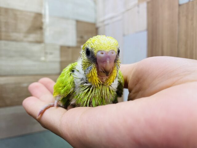 セキセイインコ