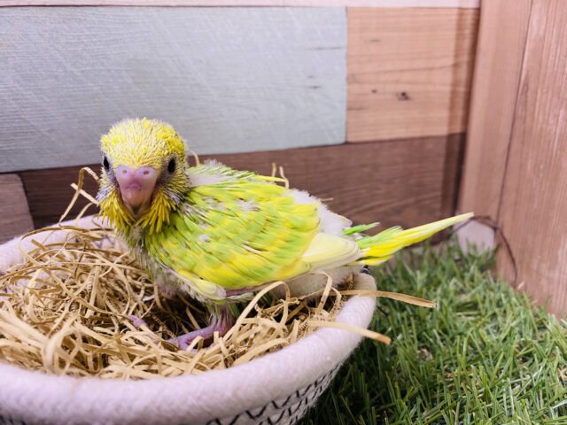 セキセイインコ