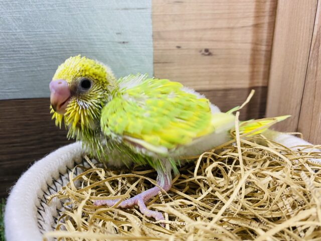 パキッと明るい、元気カラー💛💚セキセイインコスパングル