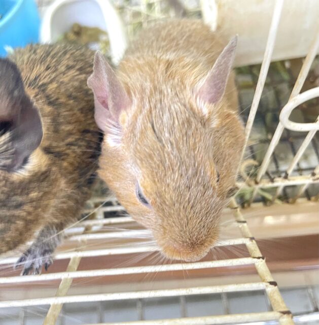 デグー