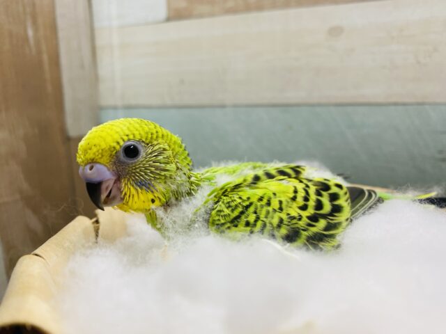 定番の人気カラーです❗️セキセイインコオパーリン💚