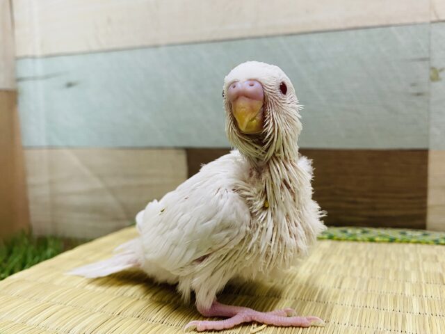 キレイな真っ白に赤目が魅力的なセキセイインコ（アルビノ）🤍❤️