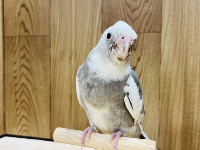 オカメインコ