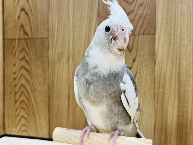 オカメインコ