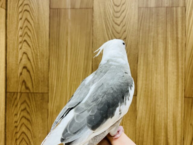 オカメインコ