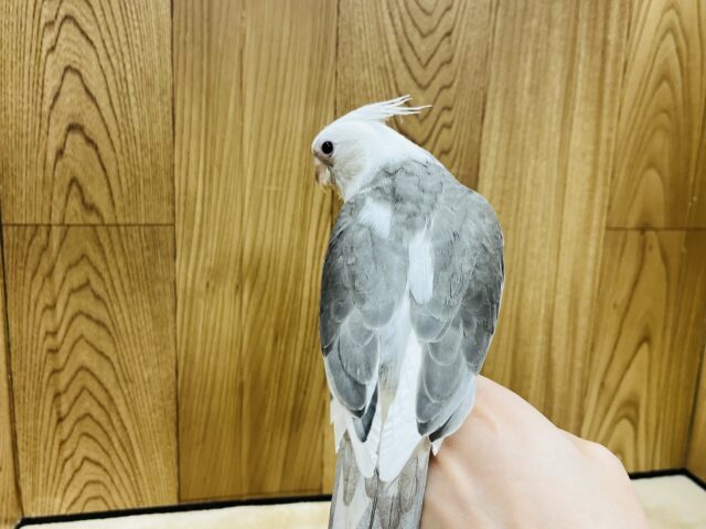 オカメインコ