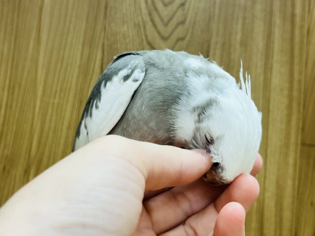 オカメインコ