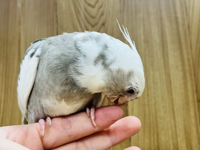 オカメインコ