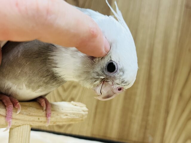 オカメインコ