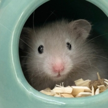 セーブルハムスター　かわいすぎて甘やかしちゃいそうです……！