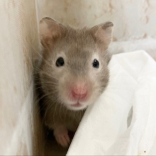 セーブルハムスター　バンデットの子が来ました！