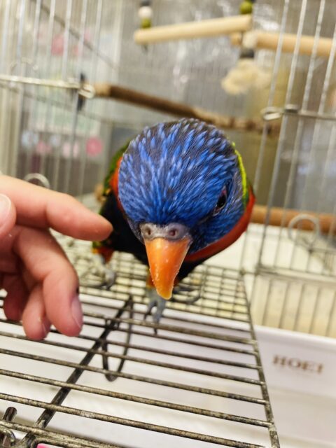 ゴシキセイガイインコ