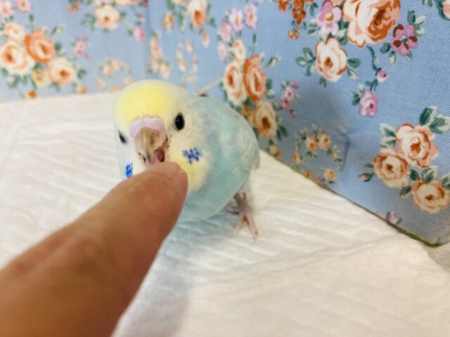 セキセイインコ