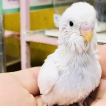 写真では伝えられないこのカラー♪　ぜひ現地にお越しください！！　セキセイインコ