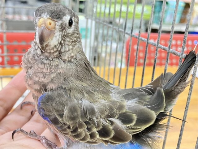 🌷最新画像あります❕🌷︎実はカラフル?!アキクサインコ (ノーマル)2023年6月生まれ アキクサインコ(秋草インコ)