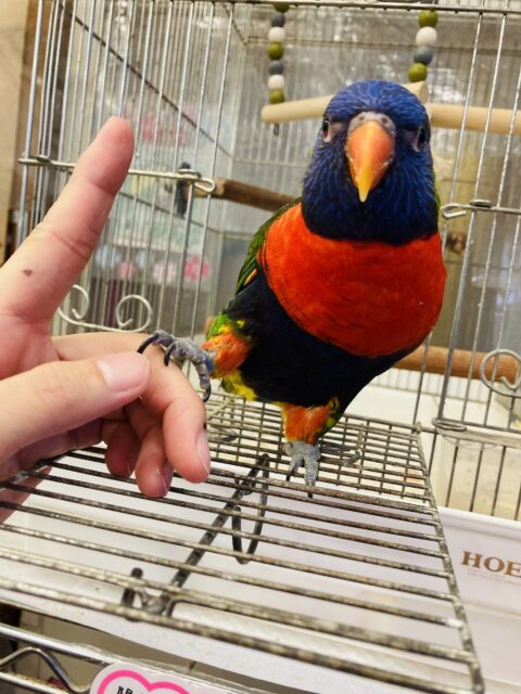 ゴシキセイガイインコ