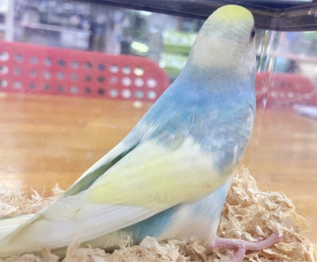 ❣️最新画像❣️走り回るよ〜!! セキセイインコ(パステルレインボーパイド) 2023年9月生まれ セキセイインコ