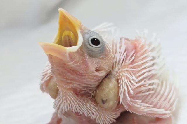 白い天使が舞い降りた～👼 白文鳥