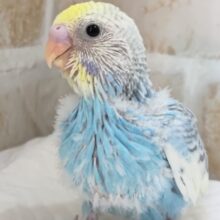 魅力たっぷり溢れる～🌈 セキセイインコ(パステルレインボーパイド)