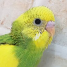 目を引くフレッシュ～🍀 セキセイインコ(グリーンパイド)