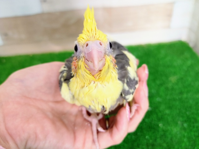 オカメインコ