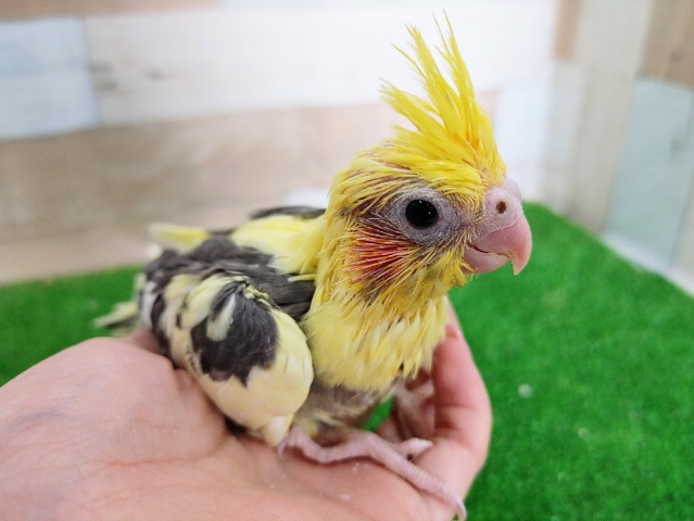 オカメインコ